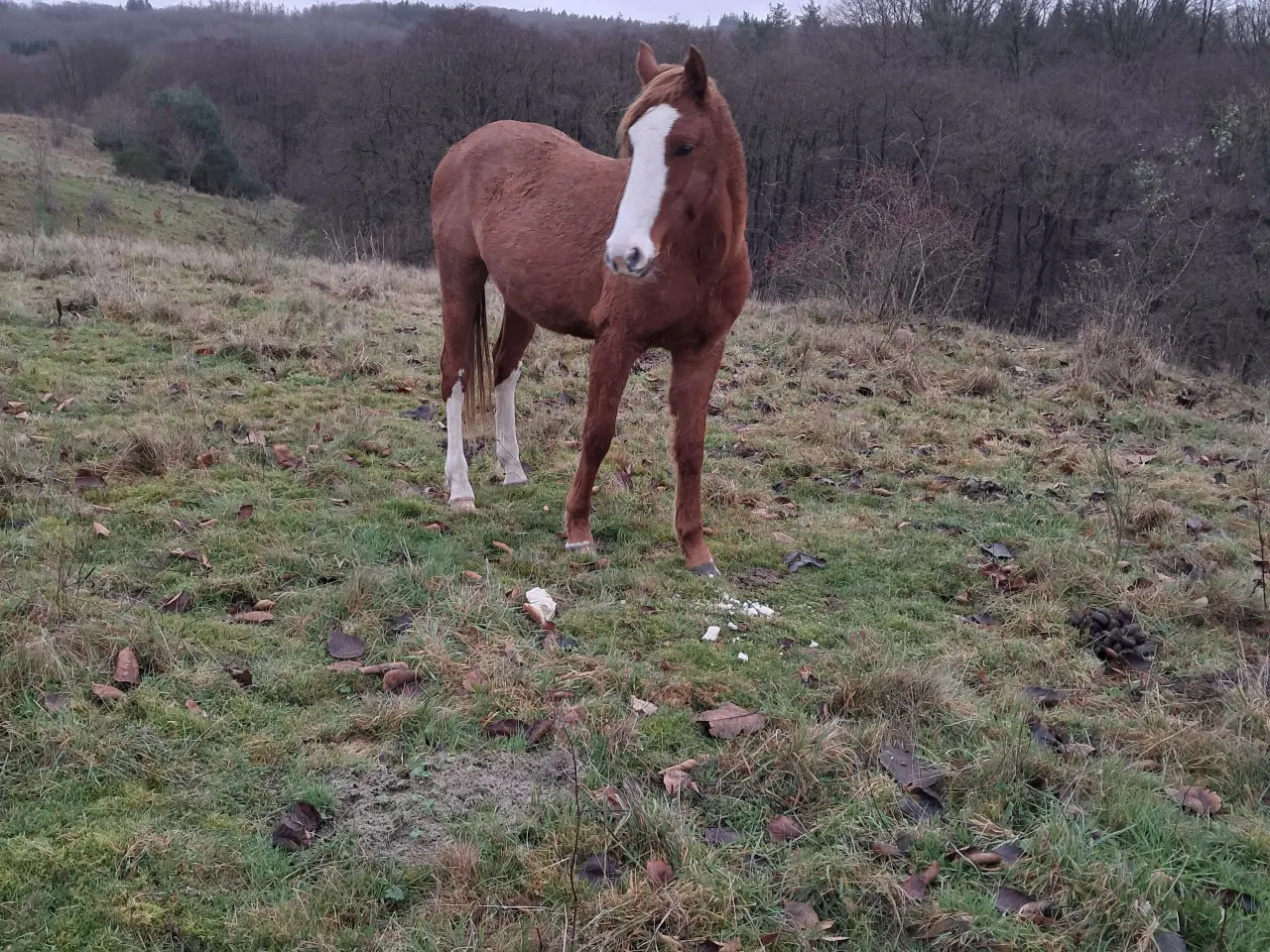 Billede 1 - Projekt hest hoppe på 3 år