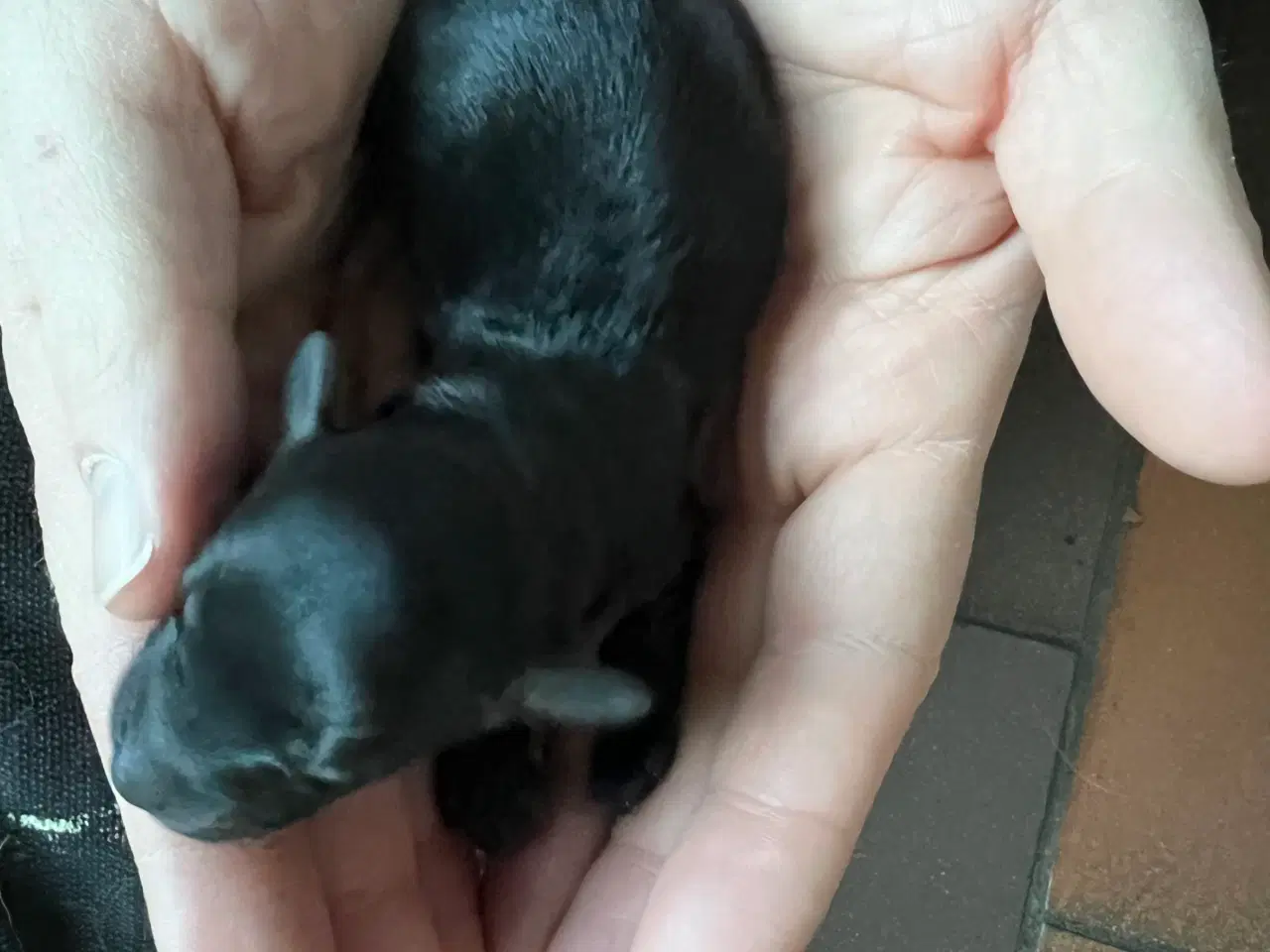 Billede 8 - Dværgpuddel blanding, foxpuddel, hvalpe