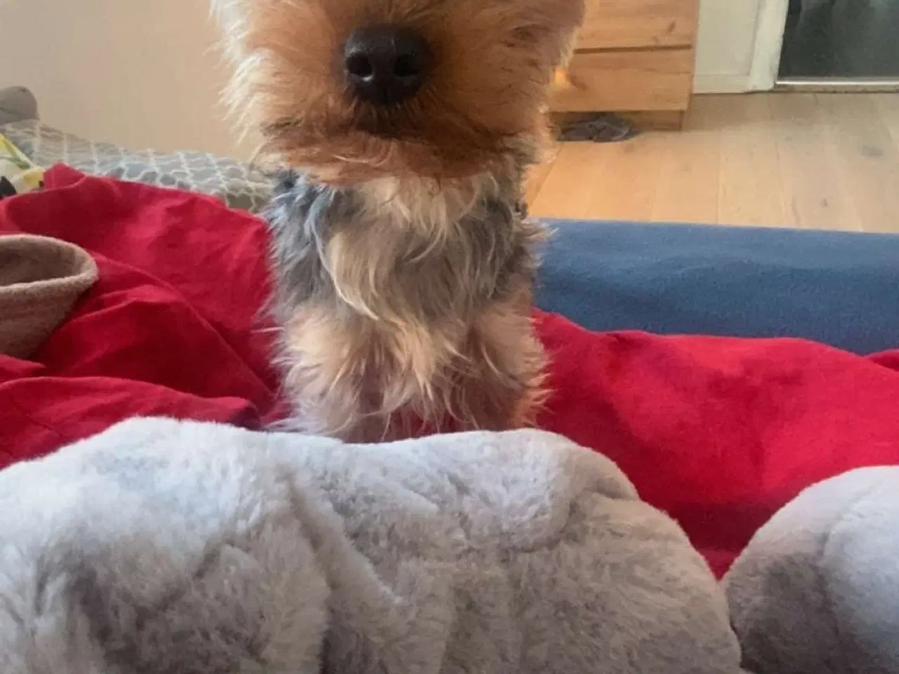 Billede 2 - Parring af yorkshire terrier 
