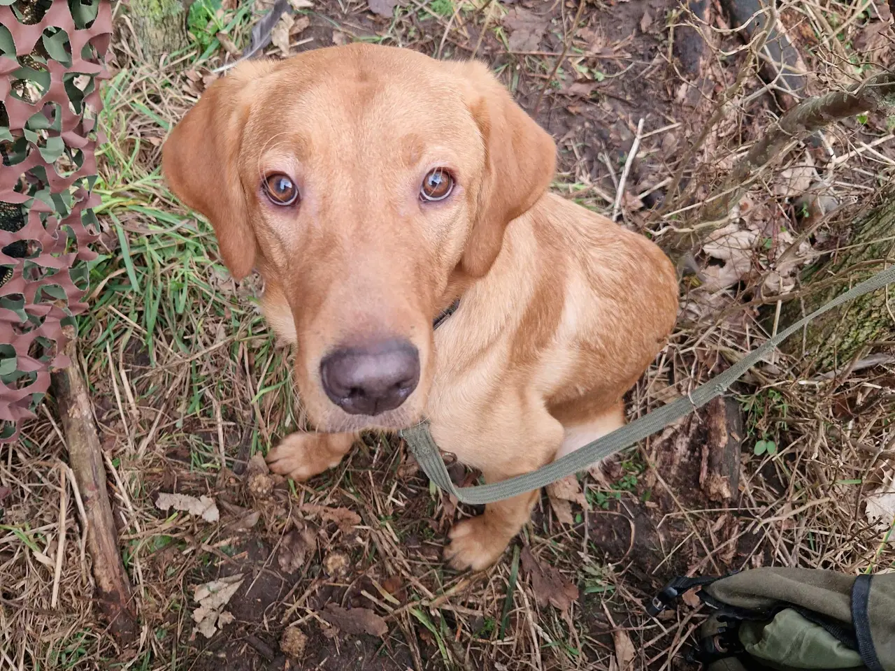 Billede 3 - Red fox Jagtretriver med stamtavle.