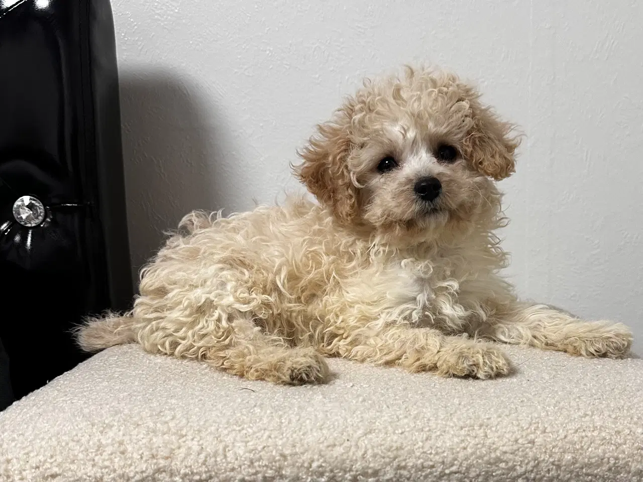 Billede 10 - Cavapoo F2B