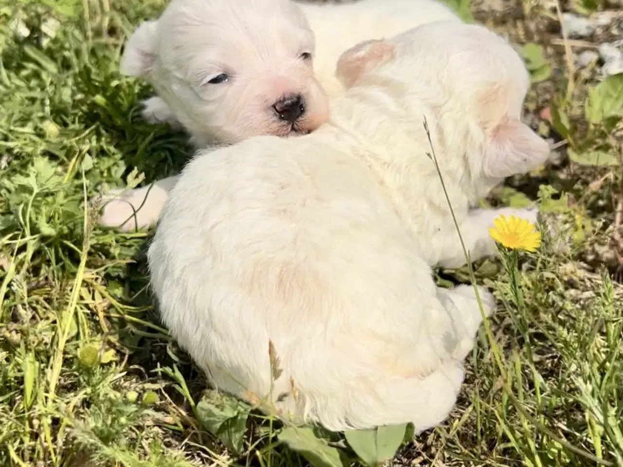 Billede 3 - Allergivenlige hundehvalpe Malteser / Bolognese