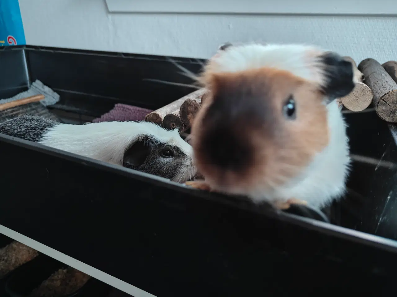 Billede 8 - 🐹🦸‍♂️ Supermand & Batmand søger nyt heltehjem 🦸