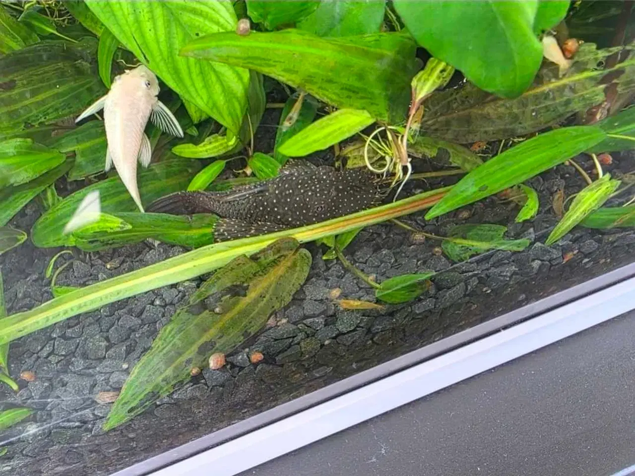 Billede 3 - Lidt blandet maller 