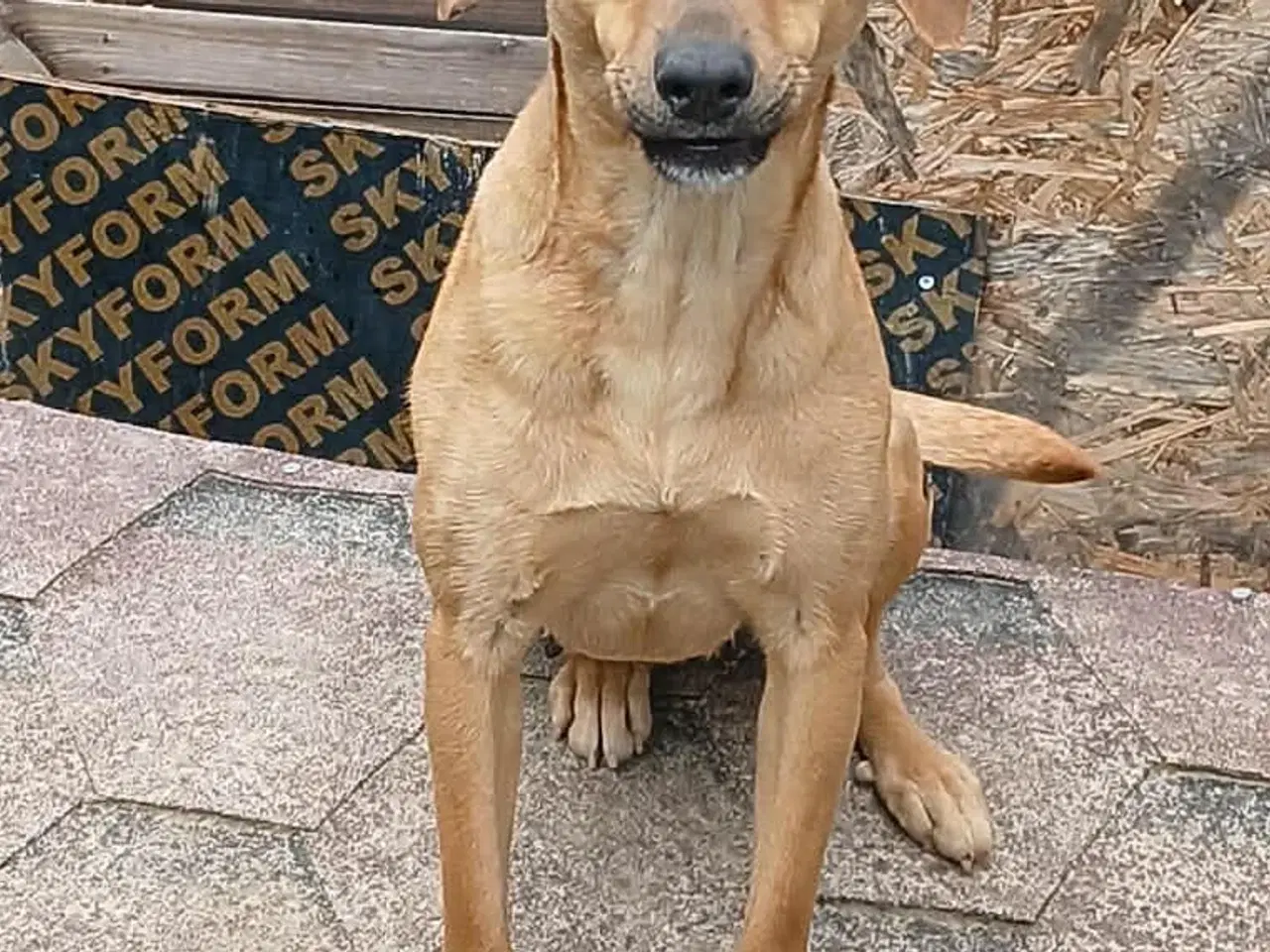 Billede 3 - Søde Lady søger sit 4ever hjem