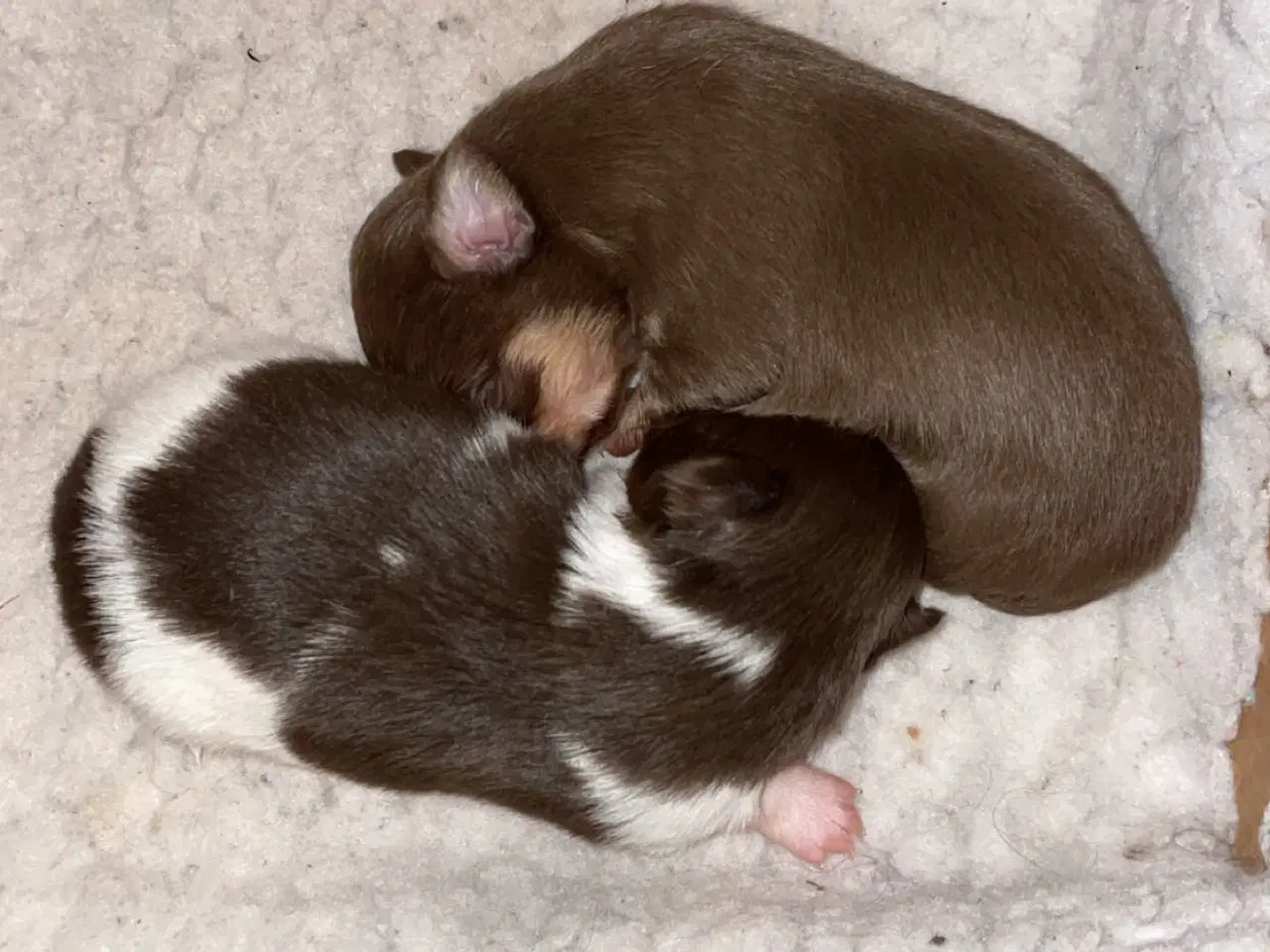 Billede 1 - Langhåret tæver