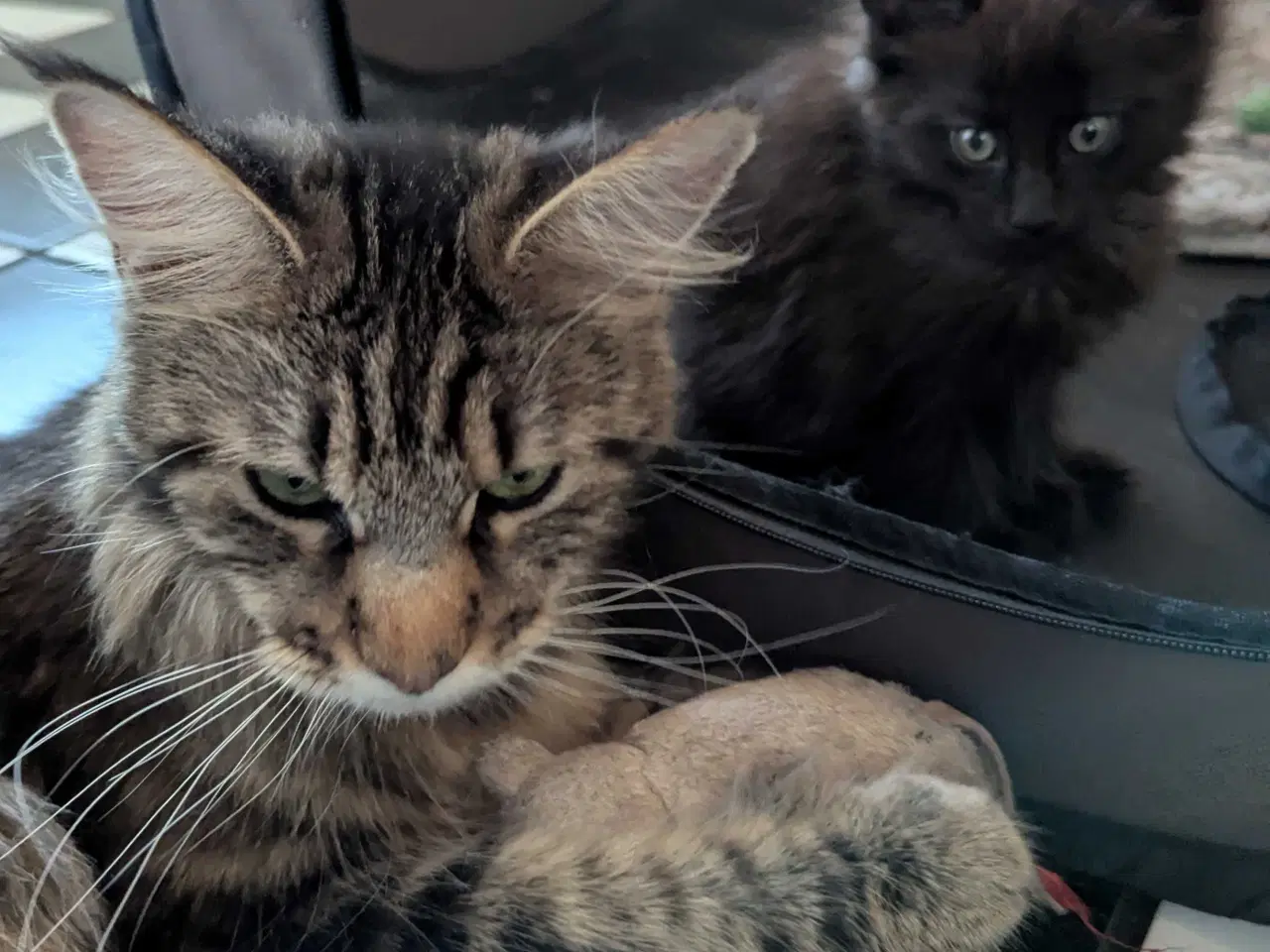 Billede 12 - Maine coon killinger med stambøger 