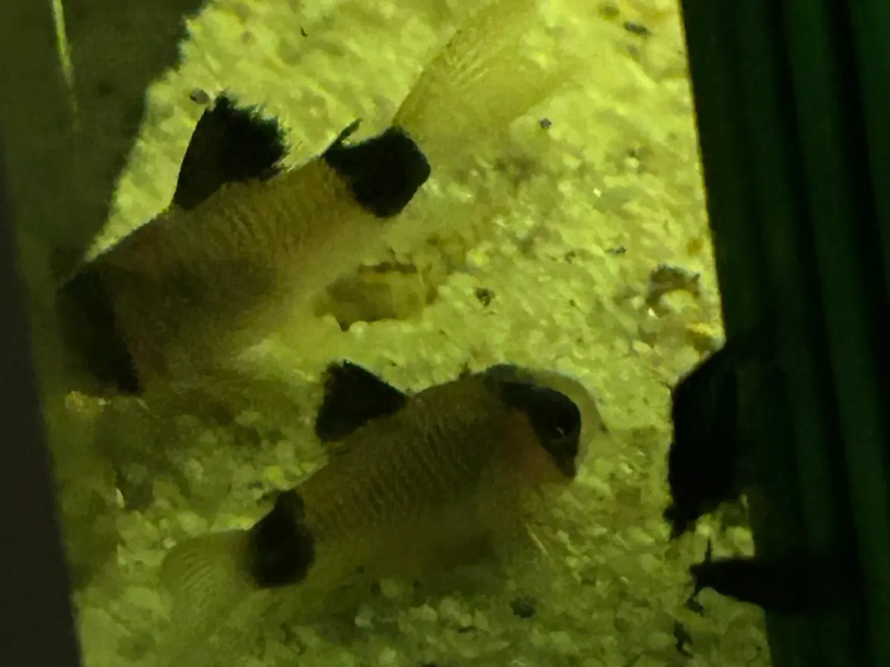 Billede 6 - 🐼🐟 Panda pansermaller – Sunde og aktive | Viby j