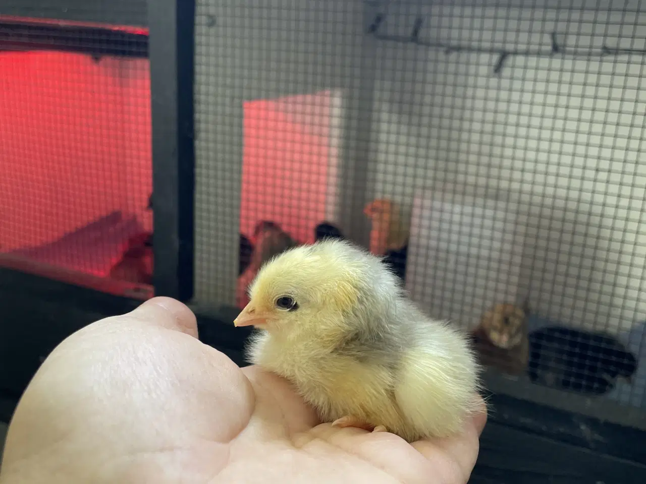 Billede 1 - Varmekrævende Kyllinger