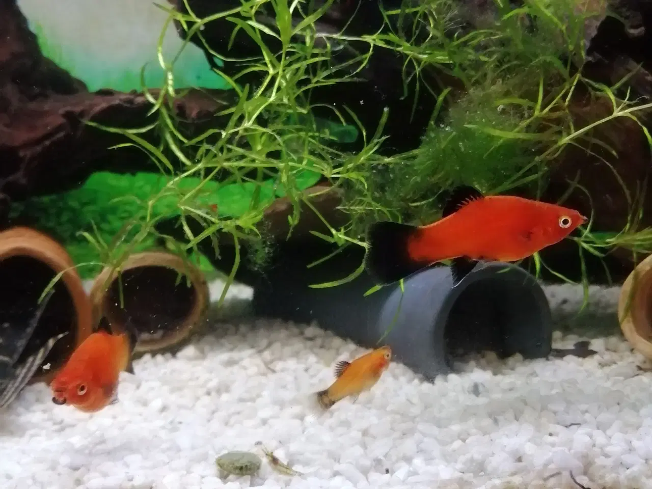 Billede 4 - Orange/røde platy m sort hale