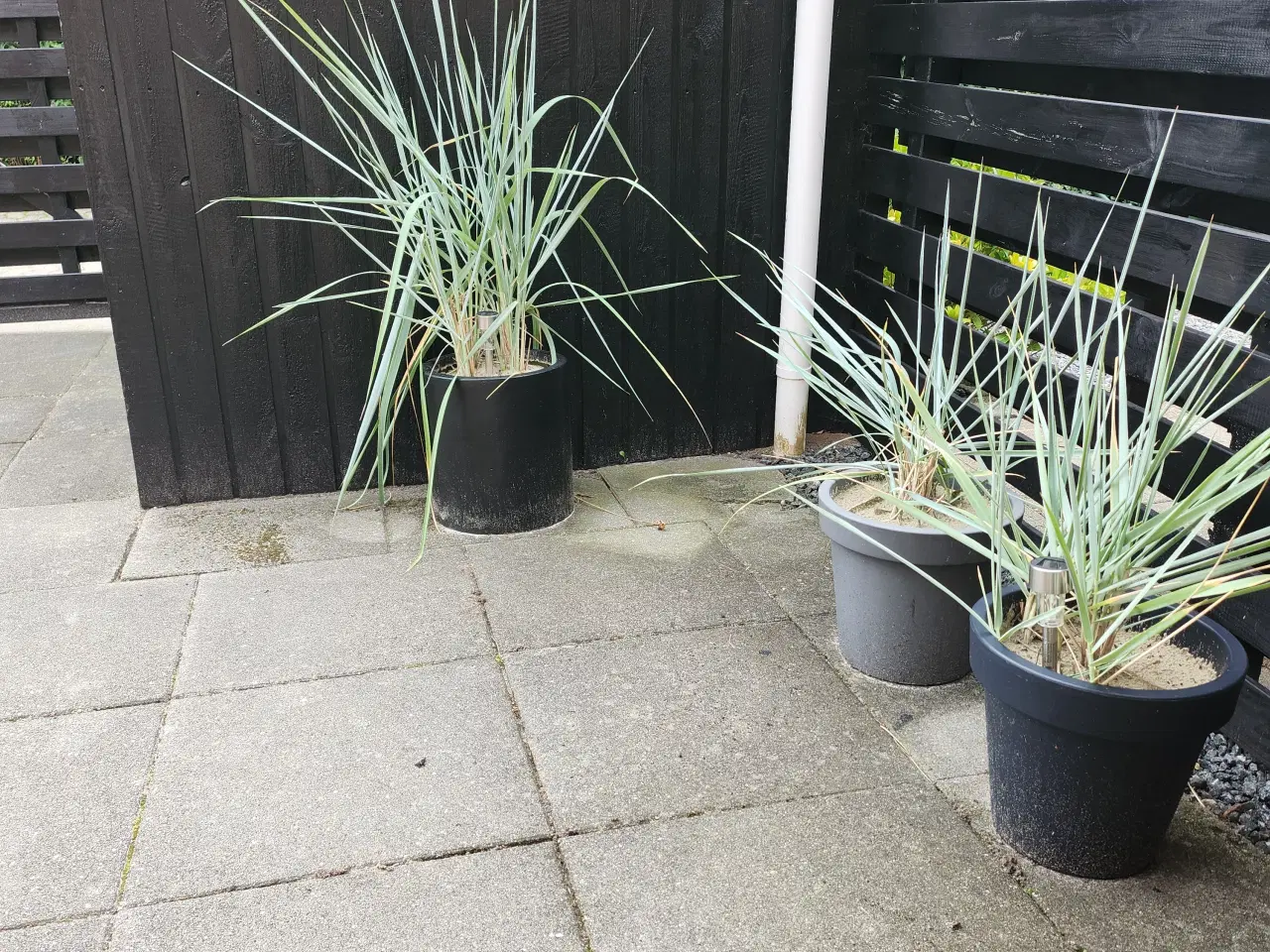 Billede 2 - Marehalm i krukker 