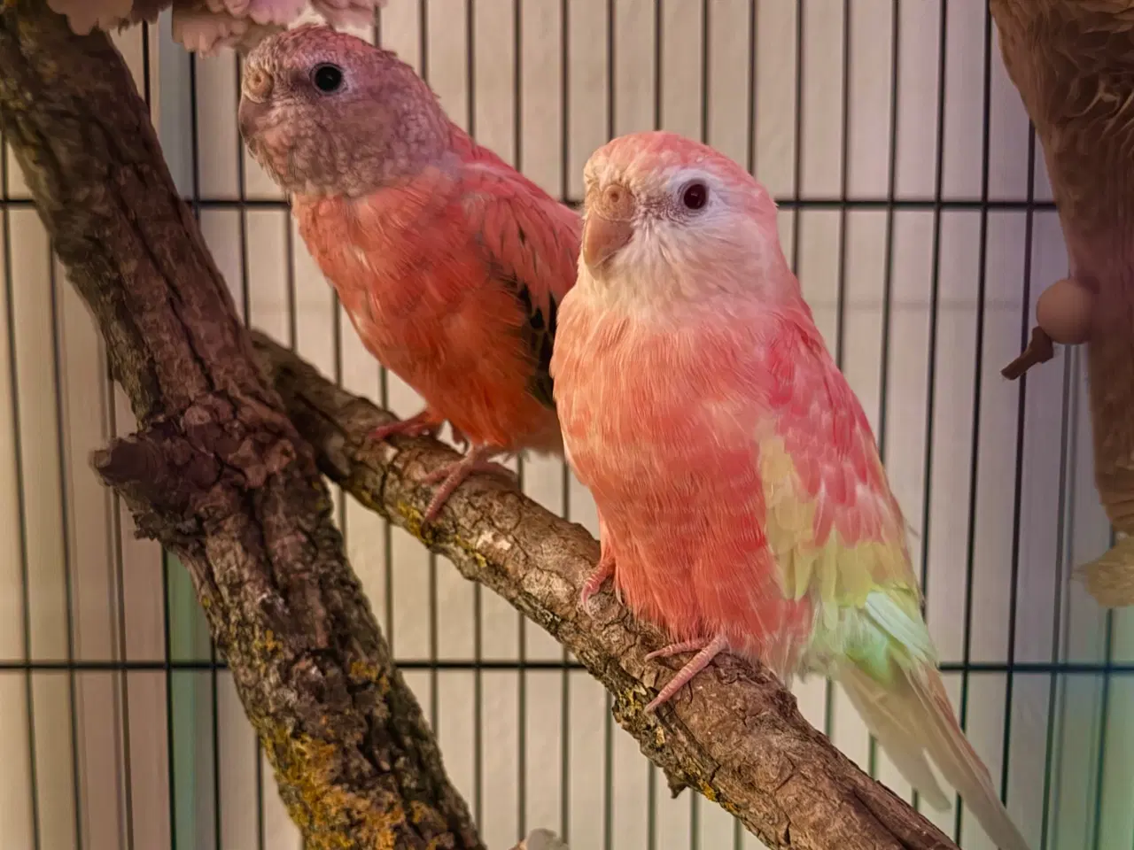 Billede 1 - Rose Bourkes Parakitter inkl. bur, mad og tilbehør