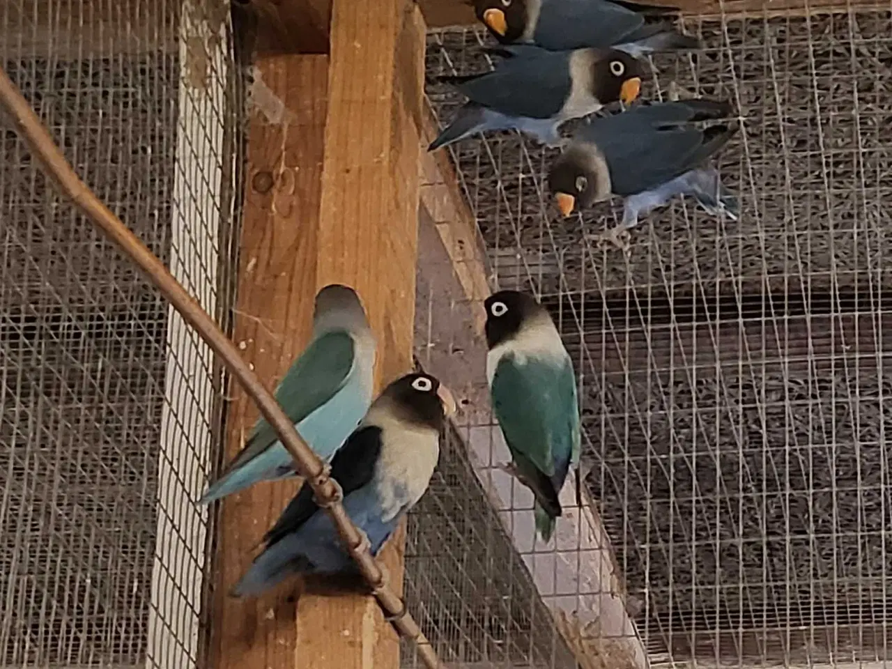 Billede 2 - Sorthoved dværgpapegøjer