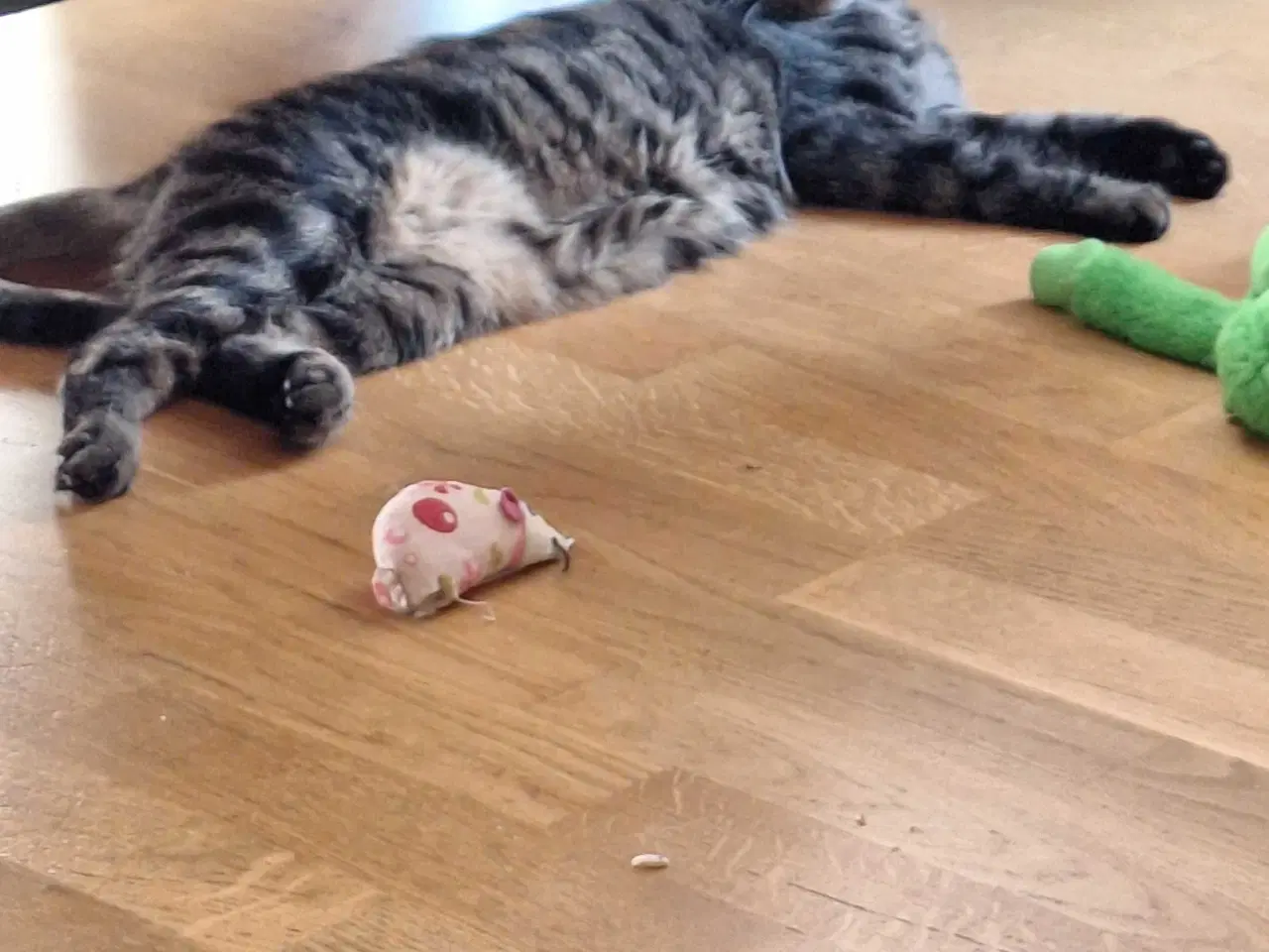 Billede 1 - Sød og kælen hunkat