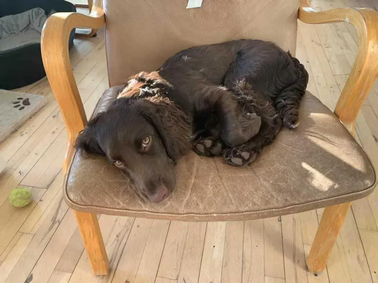 Billede 10 - Dansk svensk gårdhund/Ft. Cocker spaniel