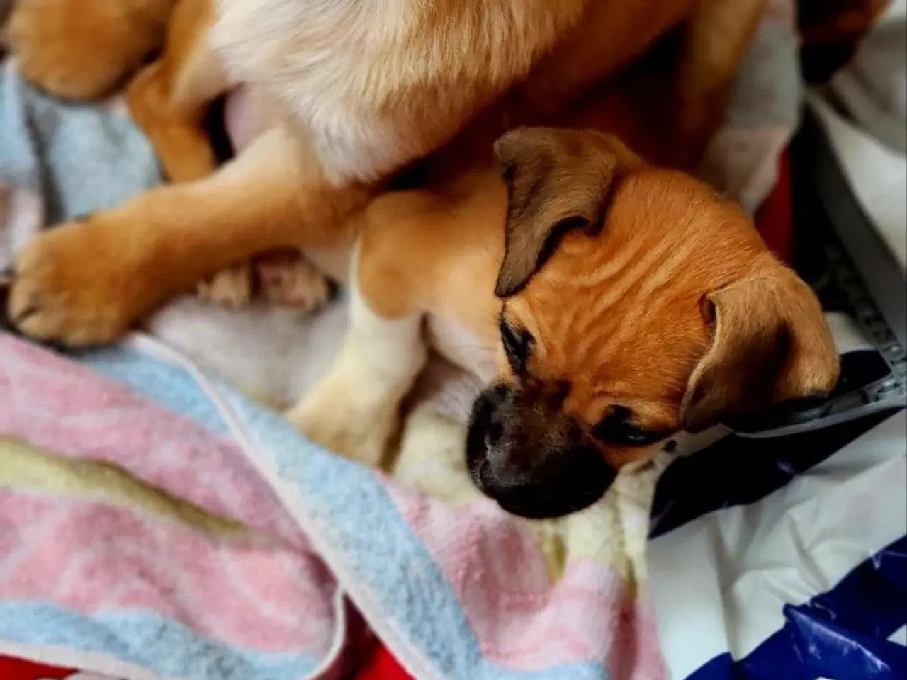 Billede 4 - Patrocle