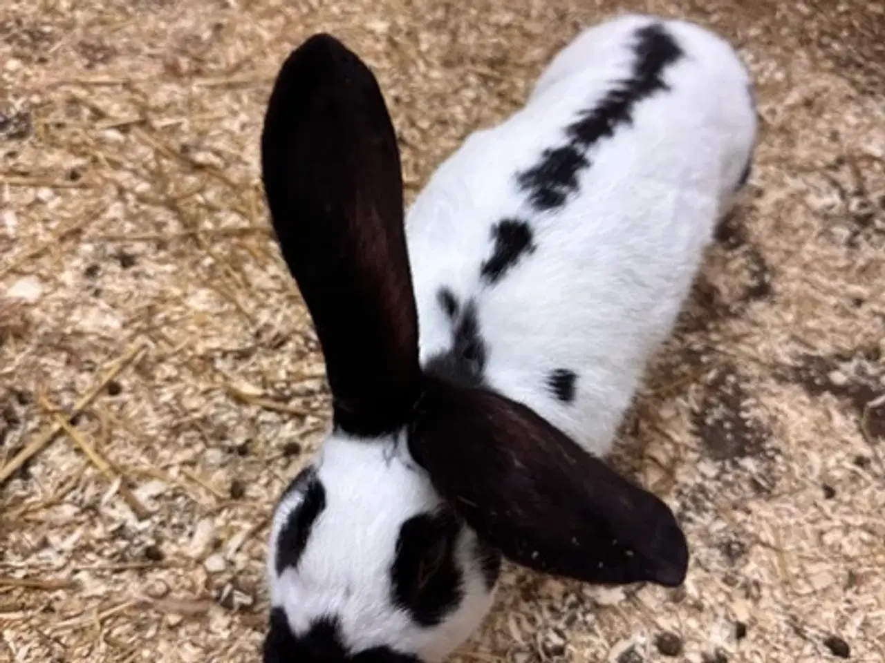 Billede 1 - 6 stk Kaniner - Tysk Kæmpe Schecke