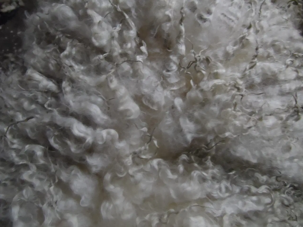 Billede 1 - Fåreuld i flot kvalitet.