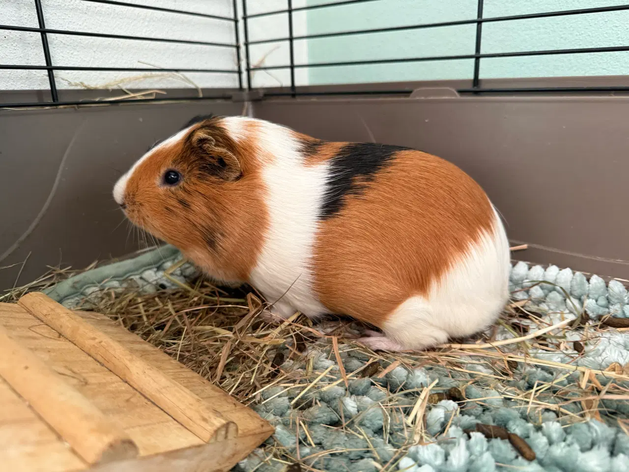 Billede 3 - Han-Marsvin 6 mdr.