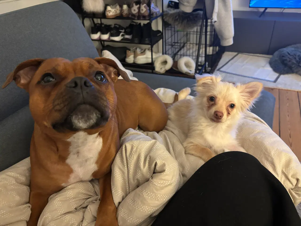 Billede 6 - Lang håret chihuahua 