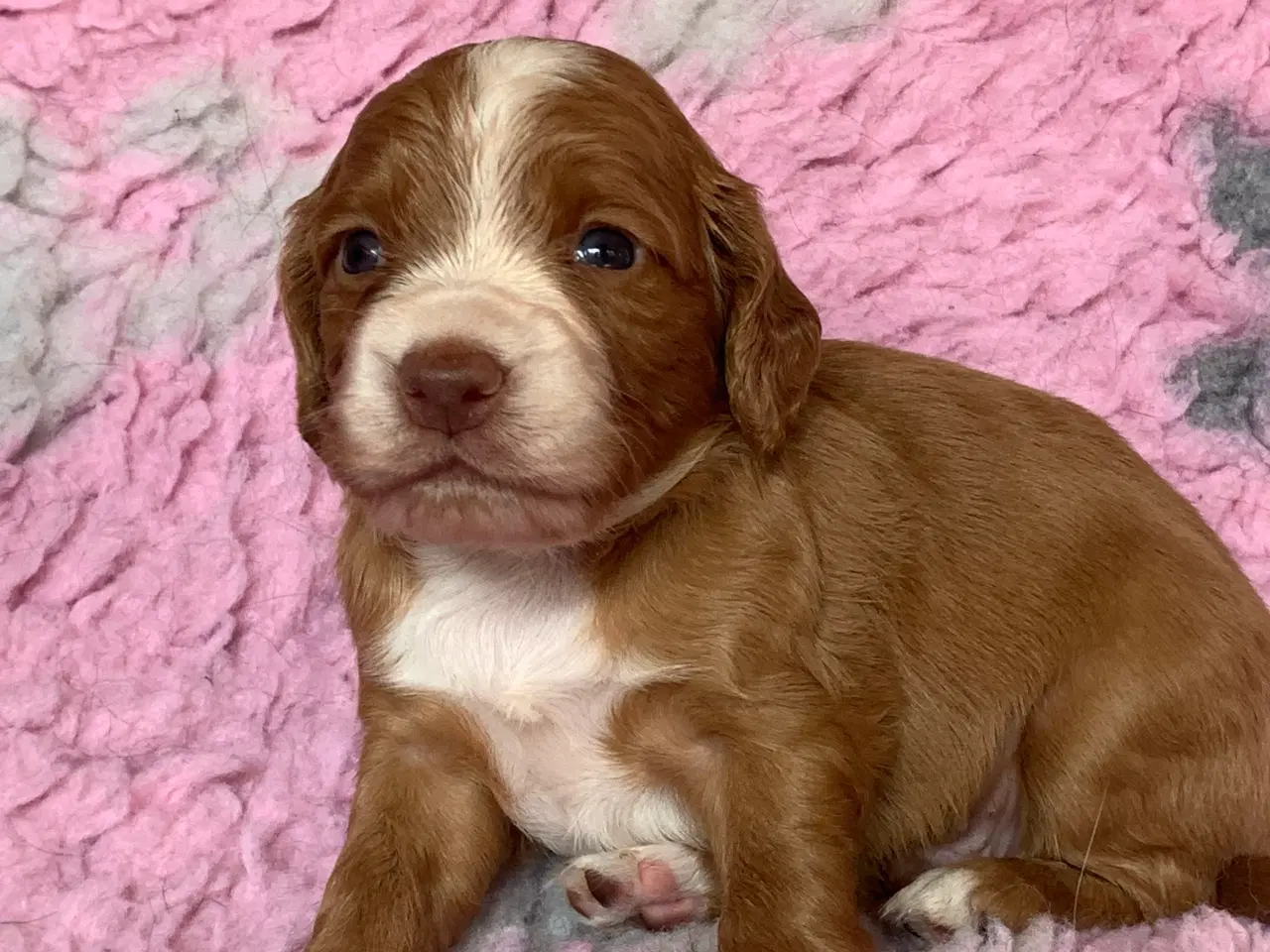 Billede 2 - FT Cocker Spaniel hvalpe