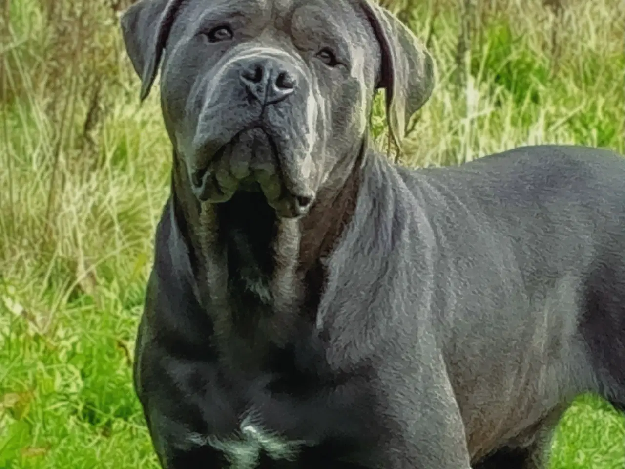 Billede 4 - Sjælden Cane Corso x rottweiler hybrid