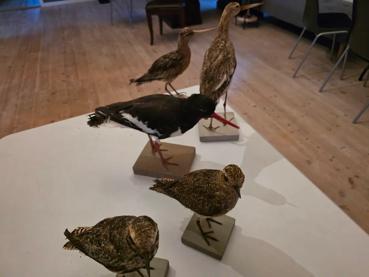 Billede 14 - Vadefugle, sælges samlet eller hver for sig