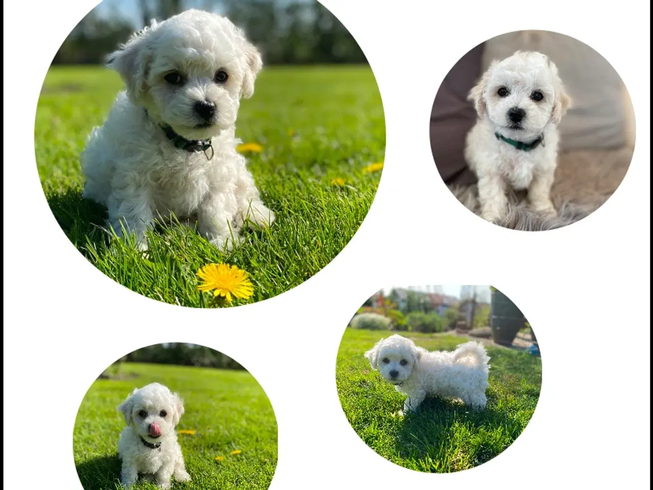 Billede 2 - Bichon Frise hvalpe med DKK stamtavle
