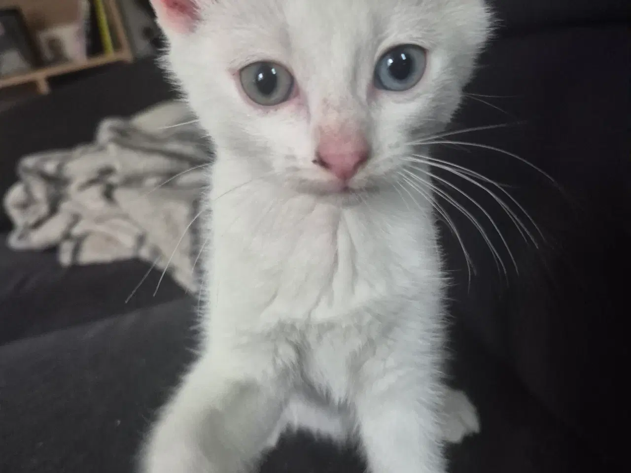 Billede 3 - 3 killinger sælges