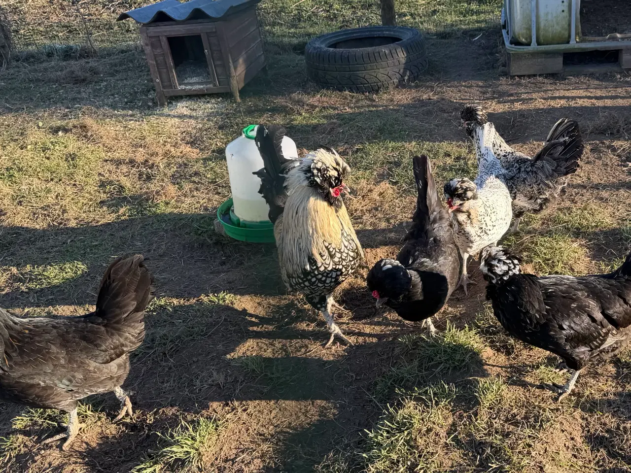 Billede 2 - Stor race Paduaner 