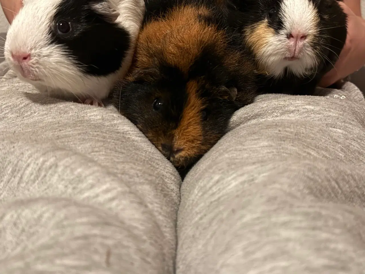 Billede 2 - Lux marsvinebure xl