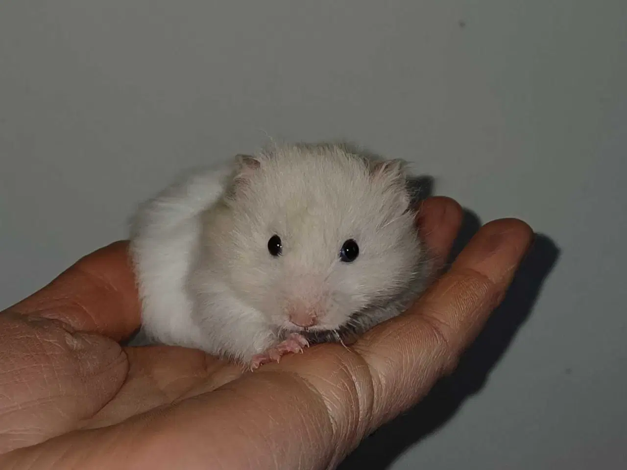 Billede 9 - Guldhamster unger