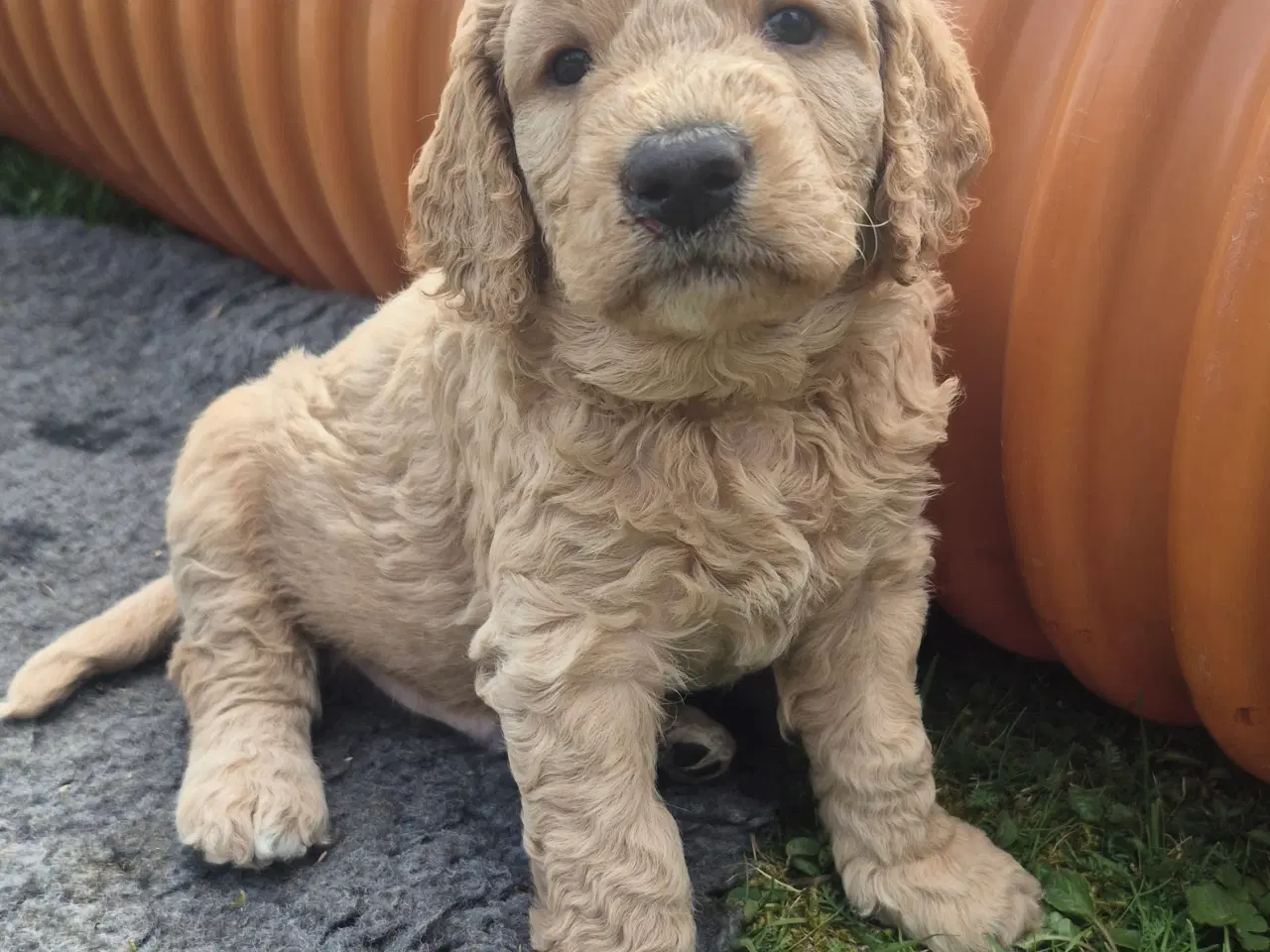 Billede 12 - Goldendoodle  hvalpe - 14-21 kg