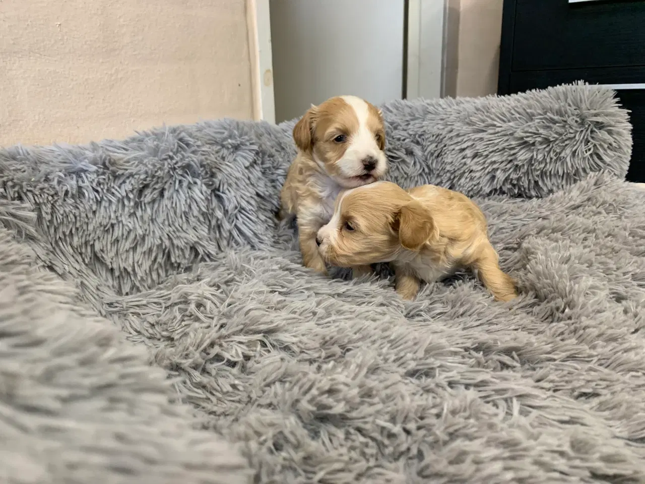 Billede 8 - Små fine Maltipoo babyer 