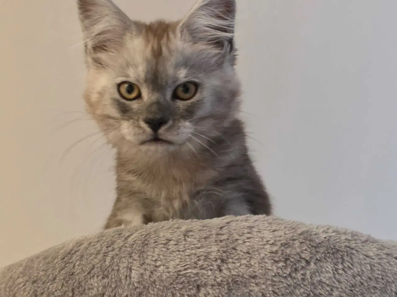 Billede 5 - Mainecoon dreng 