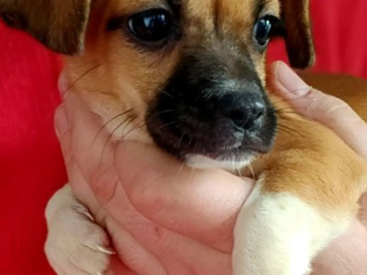 Billede 4 - Lille Lizy 