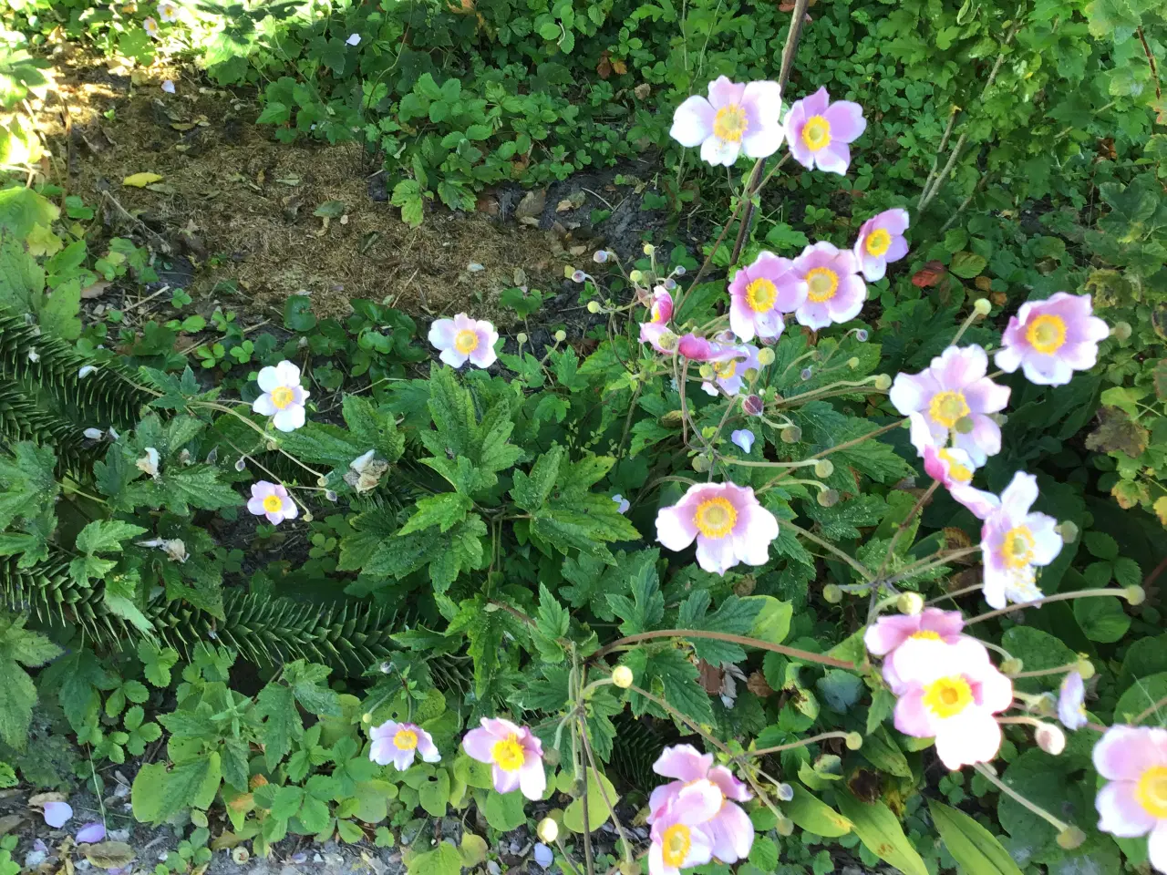 Billede 1 - Stauder, mange forskellige