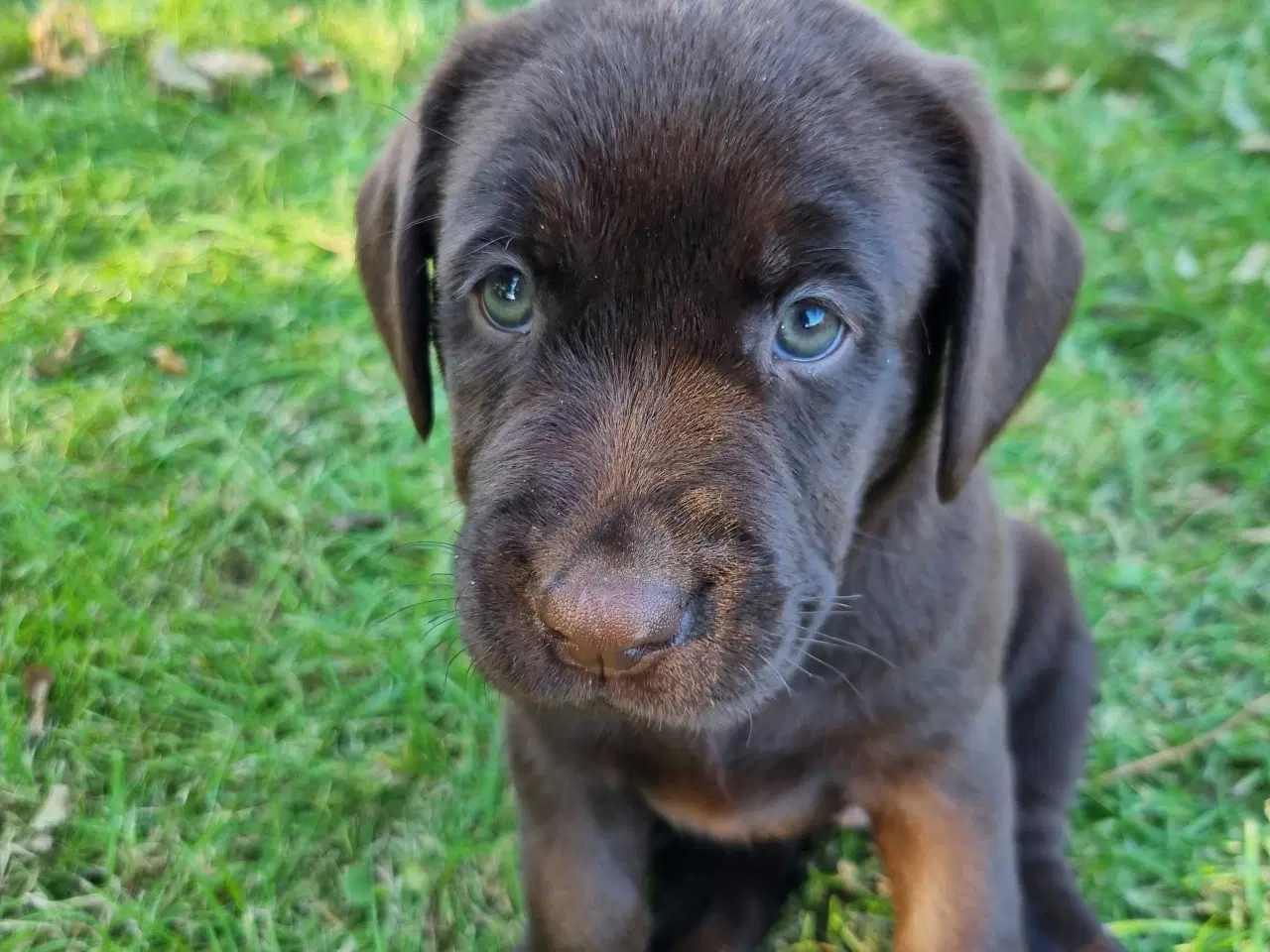 Billede 9 - Brun Labrador gammel slags