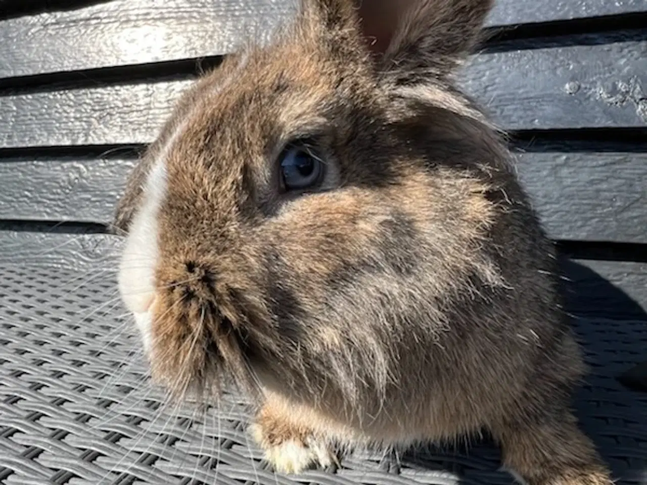 Billede 4 - Kaniner