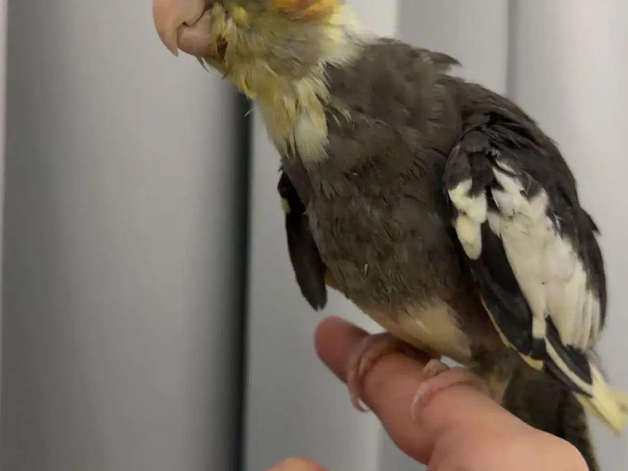 Billede 3 - 100% Tammr nymfeparakit unger