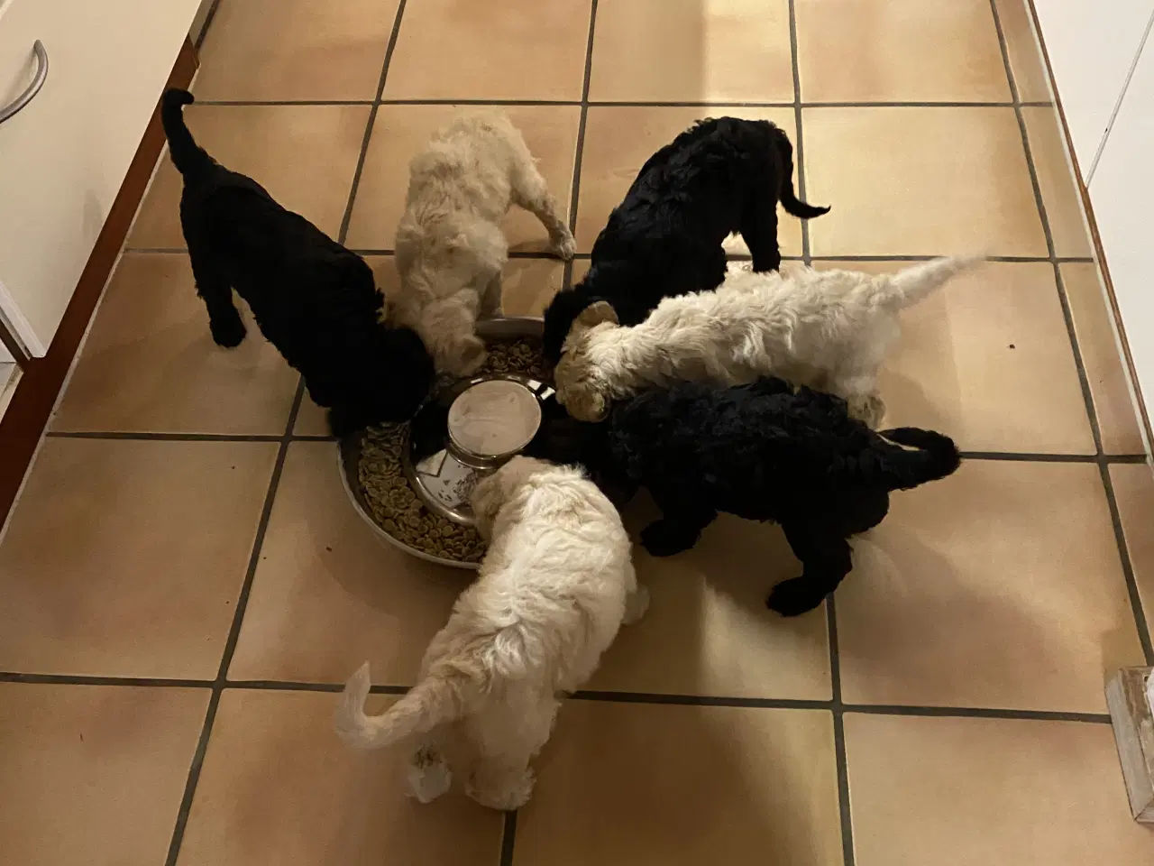 Billede 5 - Lækkert Stor pudel hanhvalp