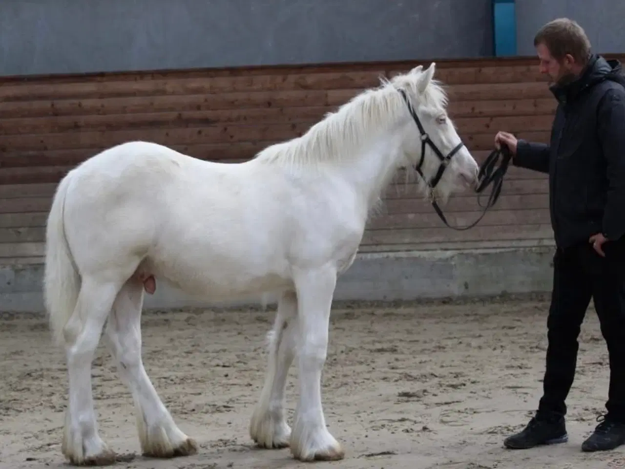 Billede 4 - Tinker hingsteplag i smuk farve