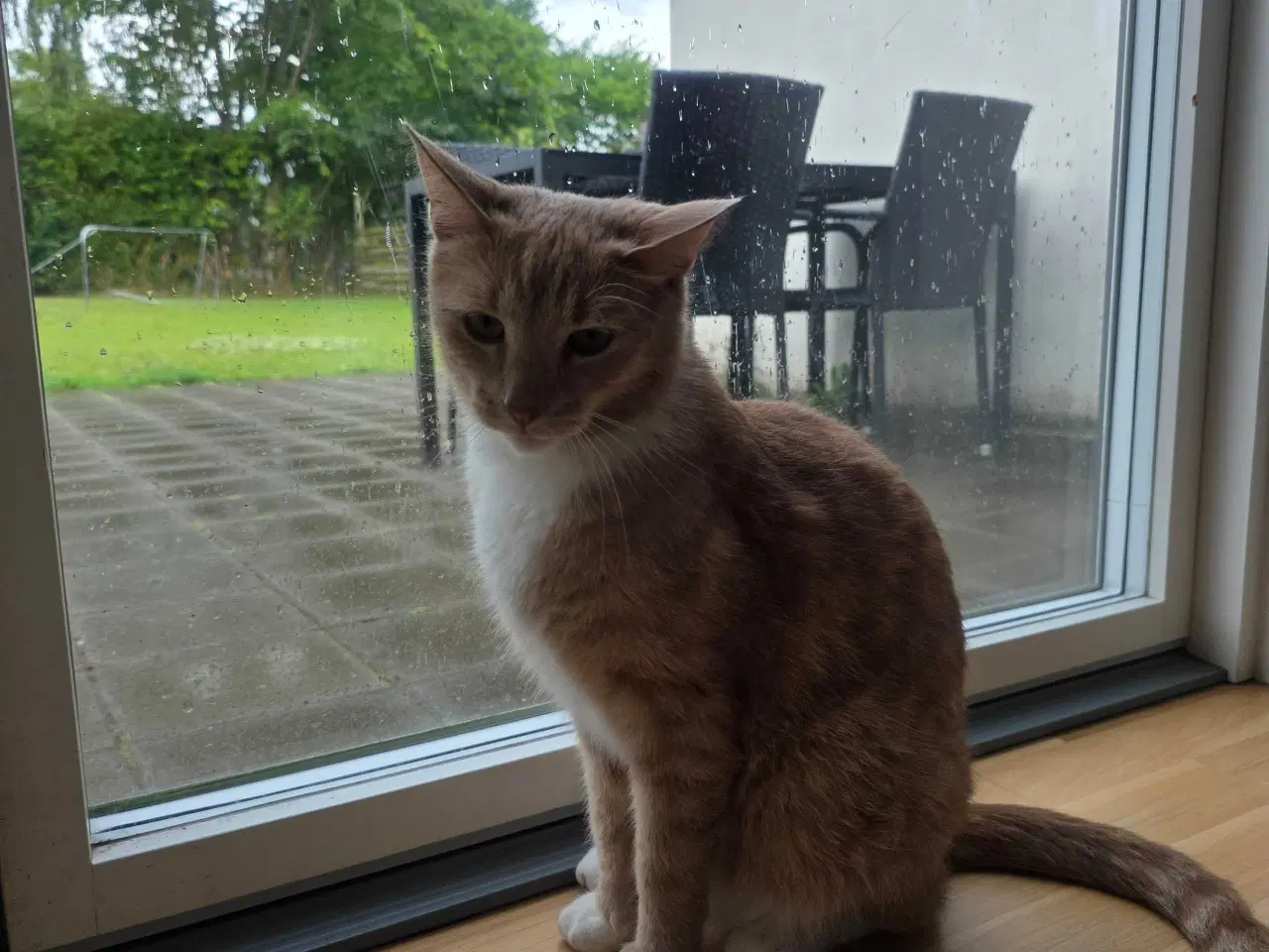 Billede 2 - Katte søger nyt hjem