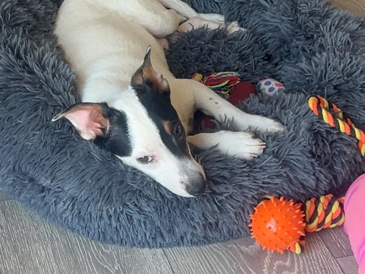 Billede 2 - Dansk svensk gårdhund 