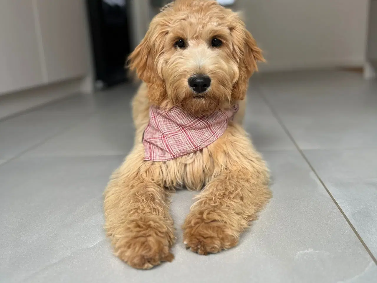 Billede 4 - Goldendoodle/Labradoodle