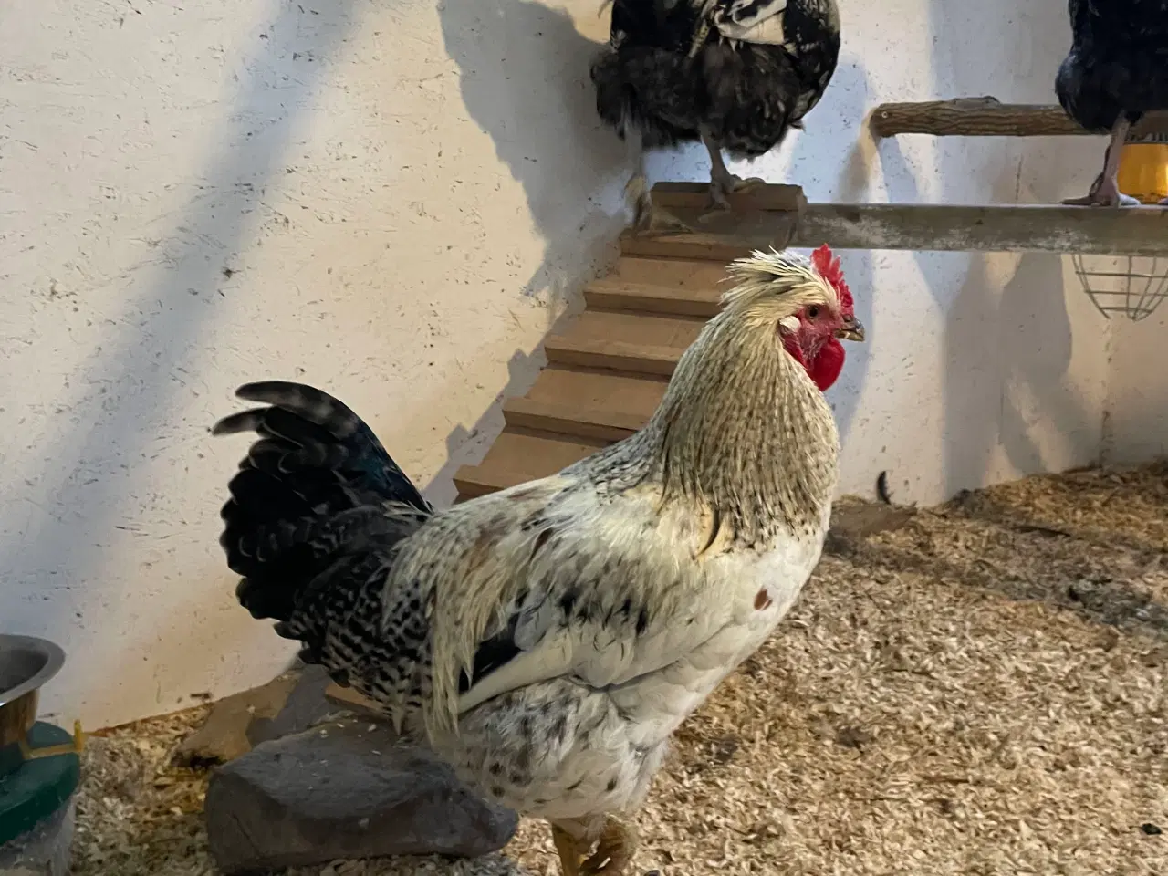 Billede 3 - 2 smukke fyr søger nyt hjem