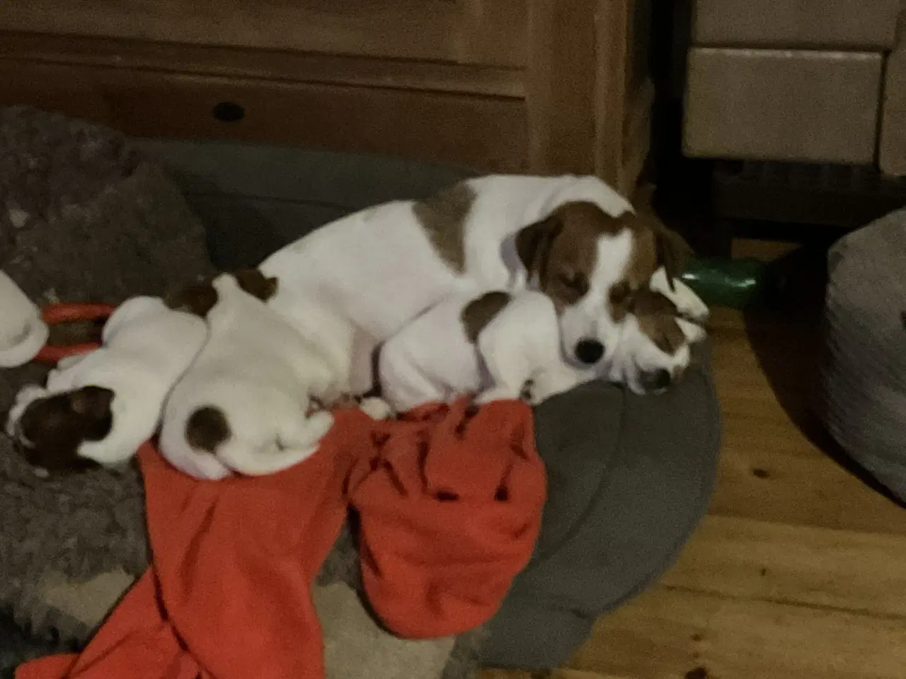 Billede 6 - Jack Russell Hvalpe - Glathåret - DKK stamtavle