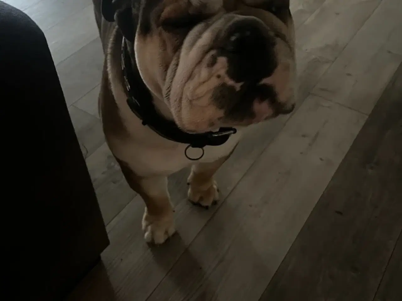 Billede 10 - Cocker spaniel/bull dog hvalpe 