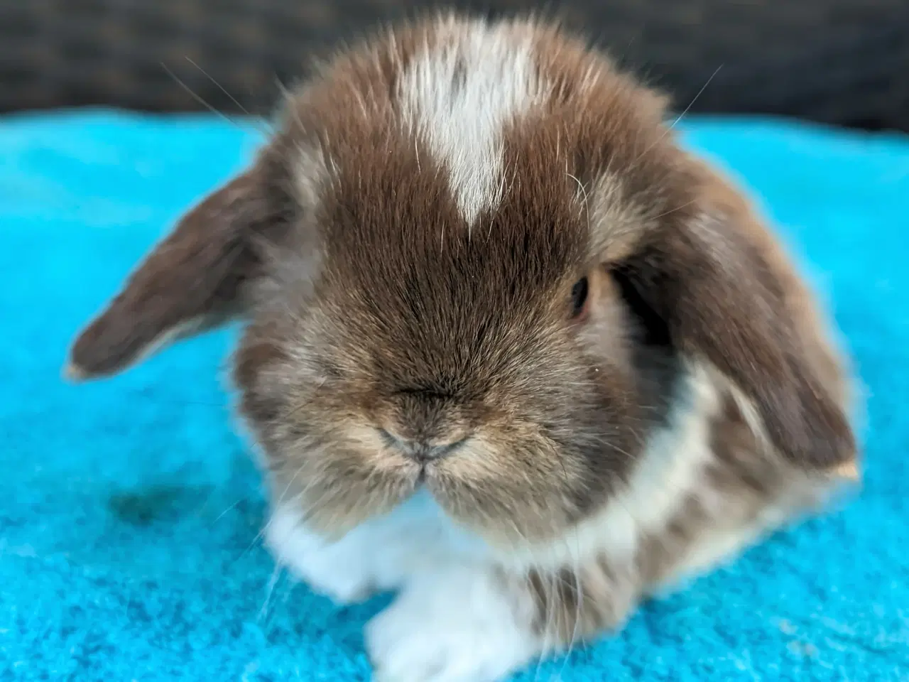 Billede 4 - Minilop kaninunge sælges