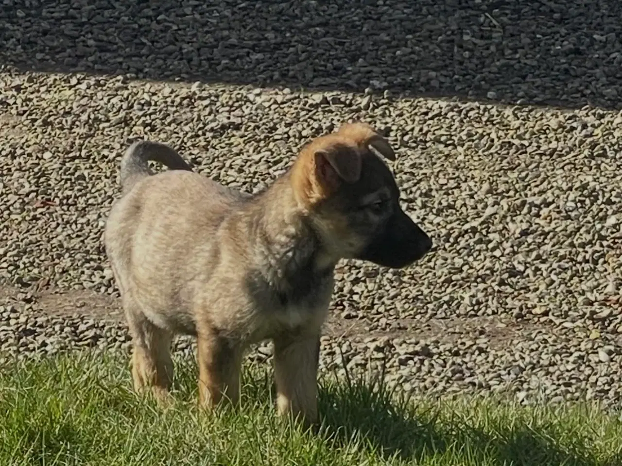 Billede 5 - Schæfer hvalpe soger nyt 🏡